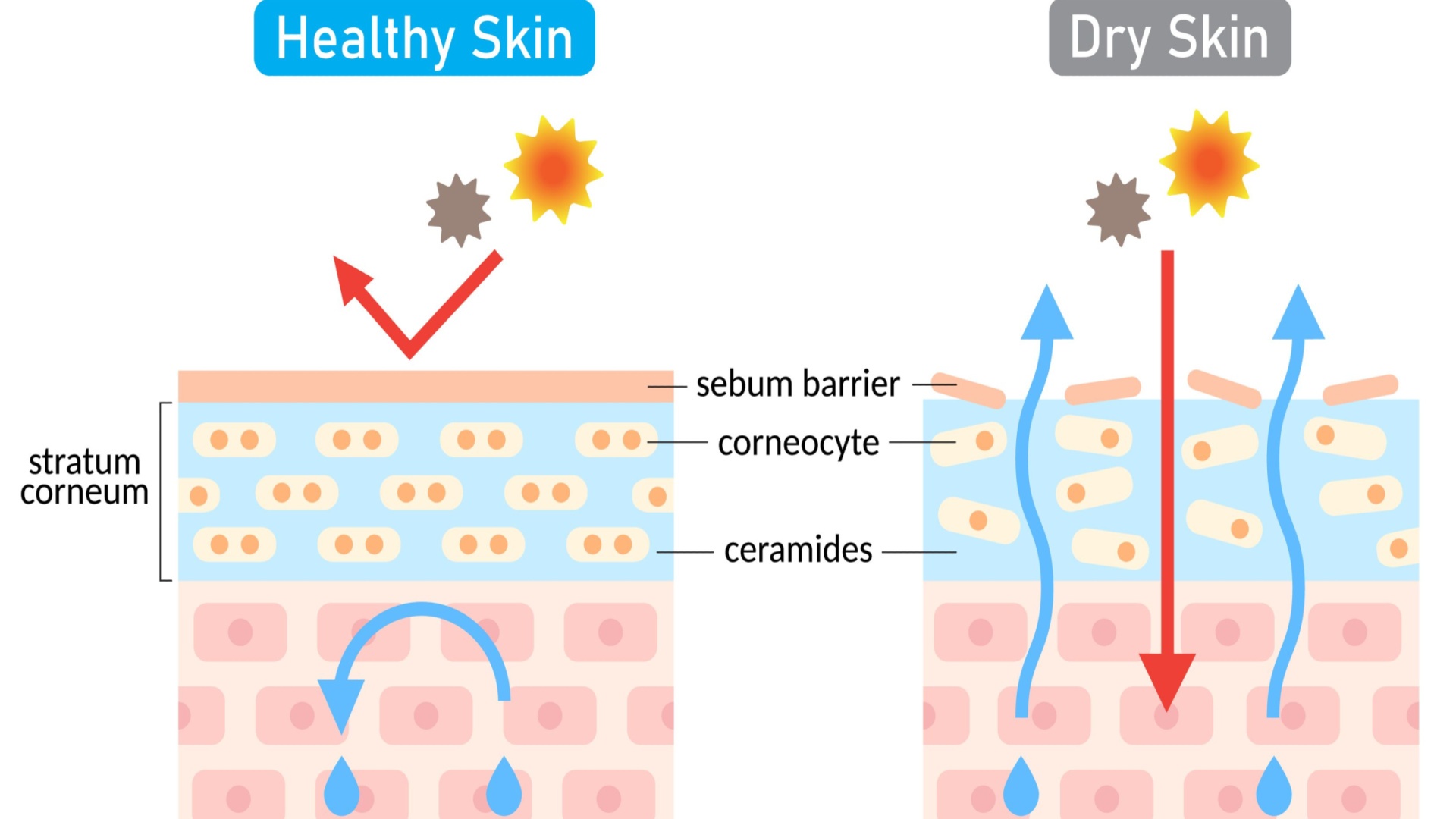 skincare with jojoba oil