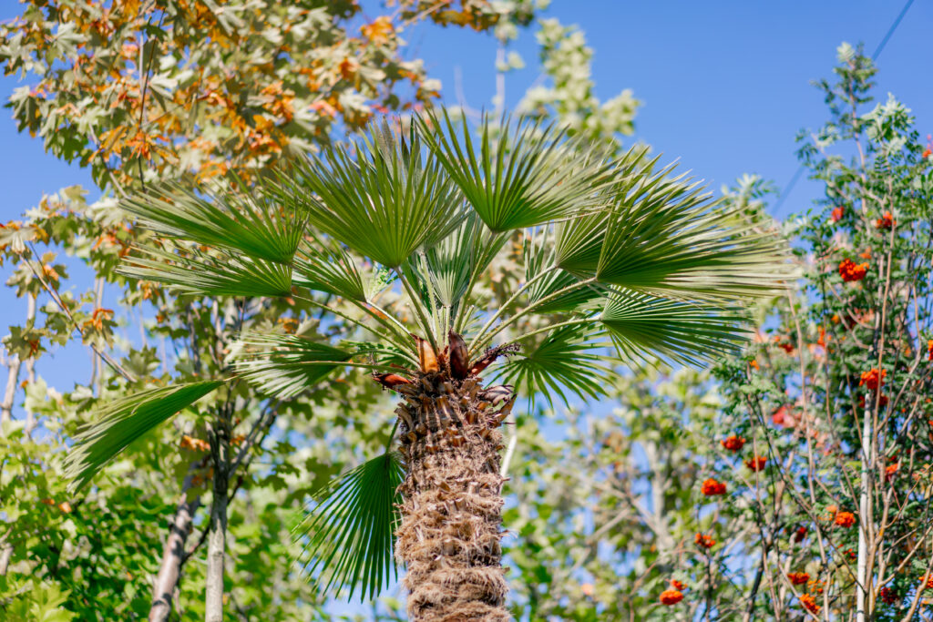 saw palmetto palm